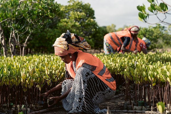 A community member tends to mangrove seedlings at a locally managed mangrove nursery.